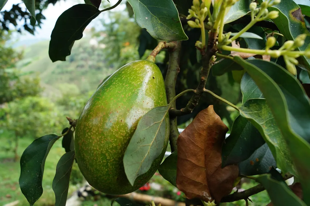 How to Ripen Avocados in 24 Hours: 5 Methods That Actually Work