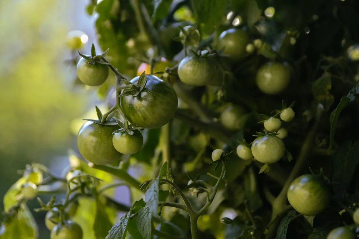 Storing Tomatoes: Why the Fridge Ruins Flavour and What to Do Instead
